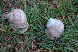 edible snails chedworth