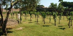 pompeii vineyard